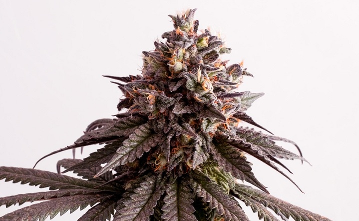 Hybryda marihuany