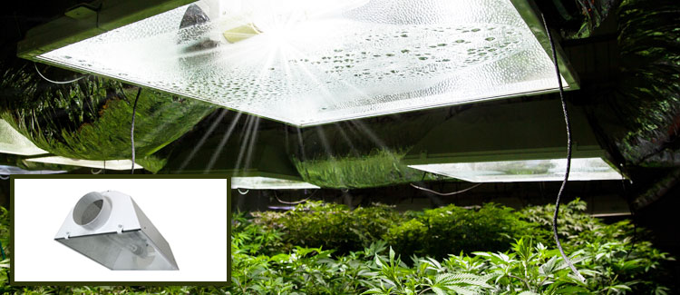 Jaki odbłyśnik do oświetlenia konopi