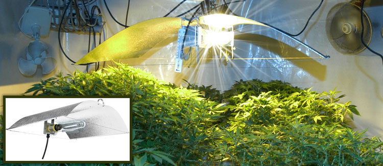 Jaki odbłyśnik do oświetlenia konopi