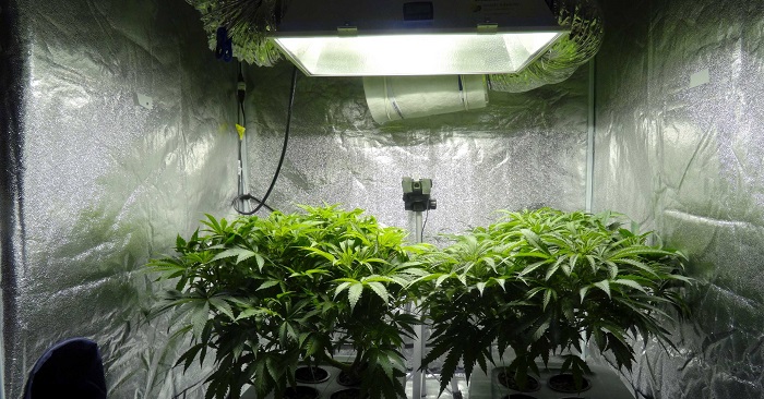 Jaki odbłyśnik do oświetlenia konopi