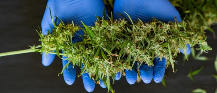 Kiedy zbierać plony