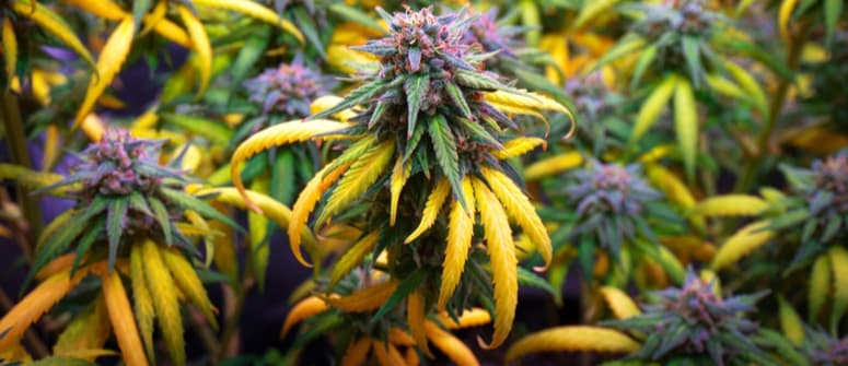 Kiedy zbierać plony