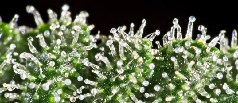 Kiedy zbierać plony