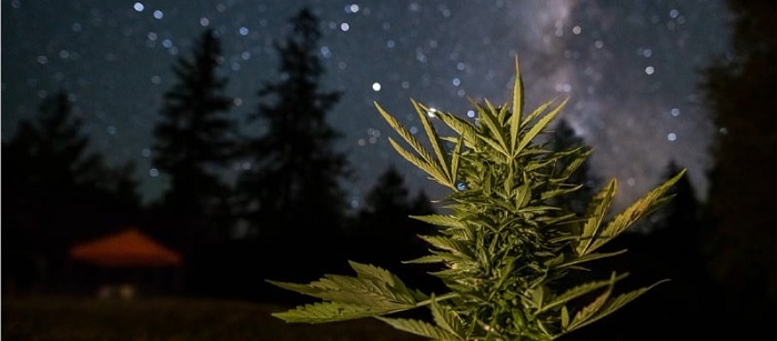 Kiedy zbierać plony