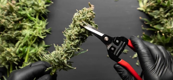 Kiedy zbierać plony