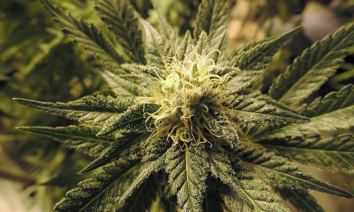 Kwitnienie marihuany