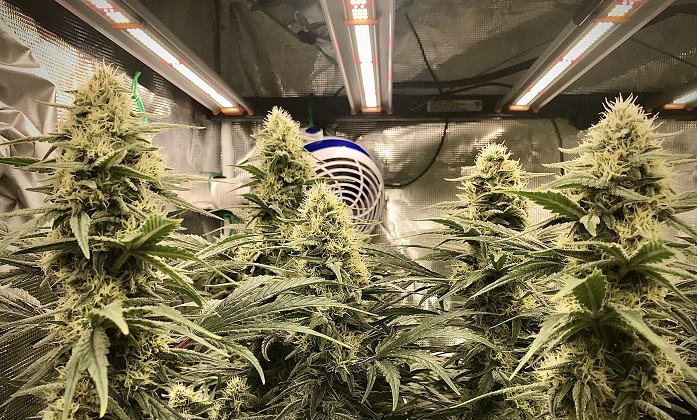 Kwitnienie marihuany