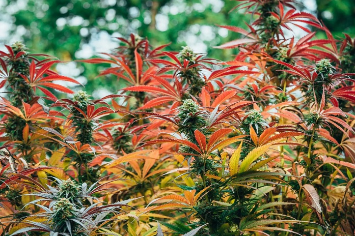 Kwitnienie marihuany