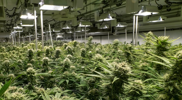 Kwitnienie marihuany