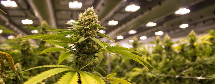 Największa legalna plantacja uprawy marihuany na świecie