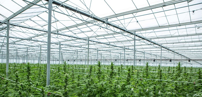 Największa legalna plantacja uprawy marihuany na świecie