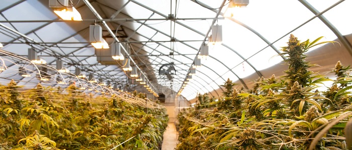 Największa legalna plantacja uprawy marihuany na świecie