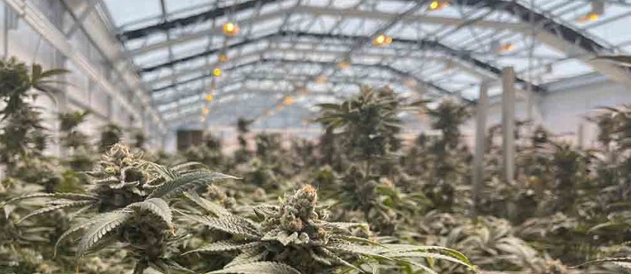 Największa legalna plantacja uprawy marihuany na świecie