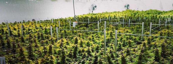 Największa legalna plantacja uprawy marihuany na świecie