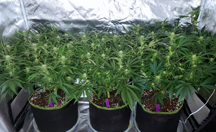 Niskie pH ziemi czyli jak zwiększyć pH ziemi