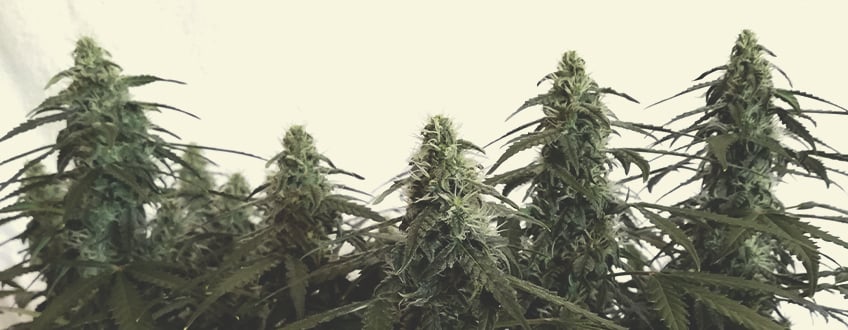 Co to jest Cannabis Ruderalis