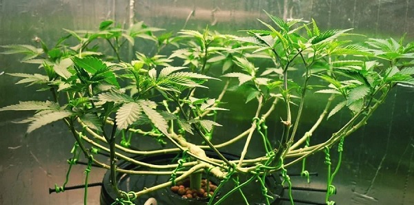 trening lst marihuany