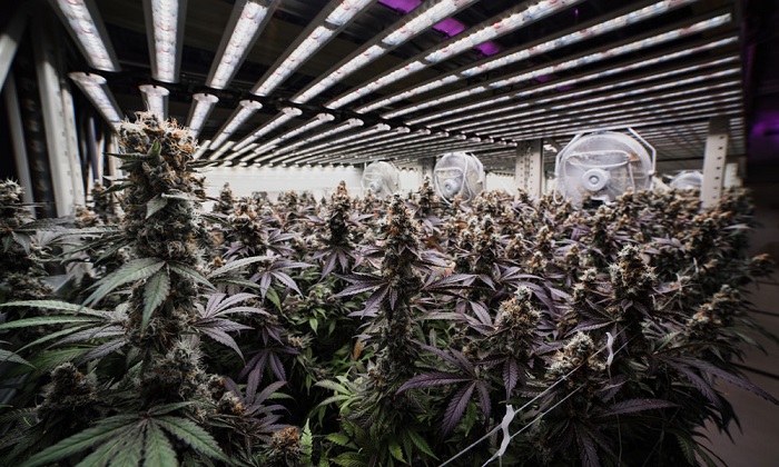 Uprawa konopi oświetlenie