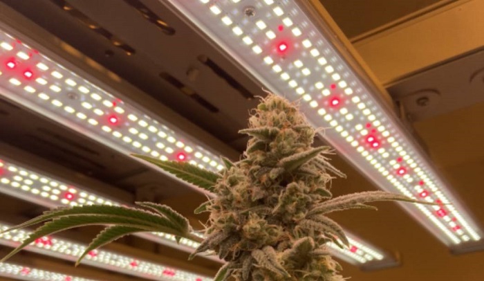 Uprawa konopi oświetlenie