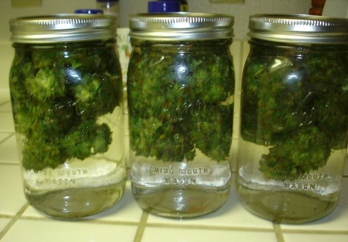 water curing marihuany