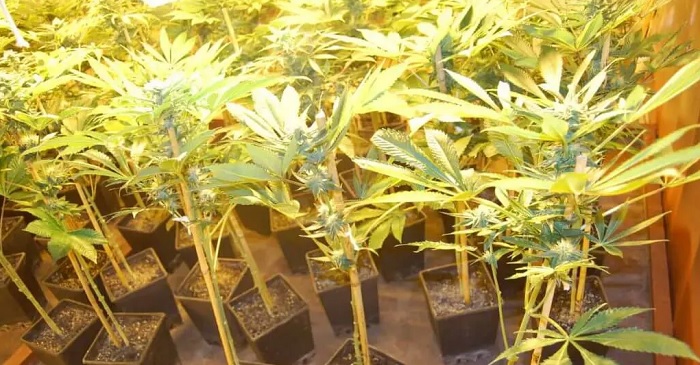 Lollipopping marihuany czym jest