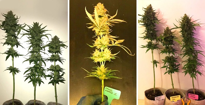 Lollipopping marihuany czym jest?