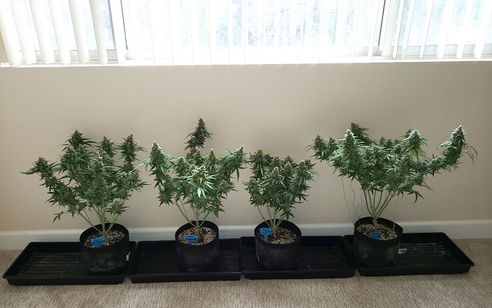 Najszybsze odmiany automatyczne