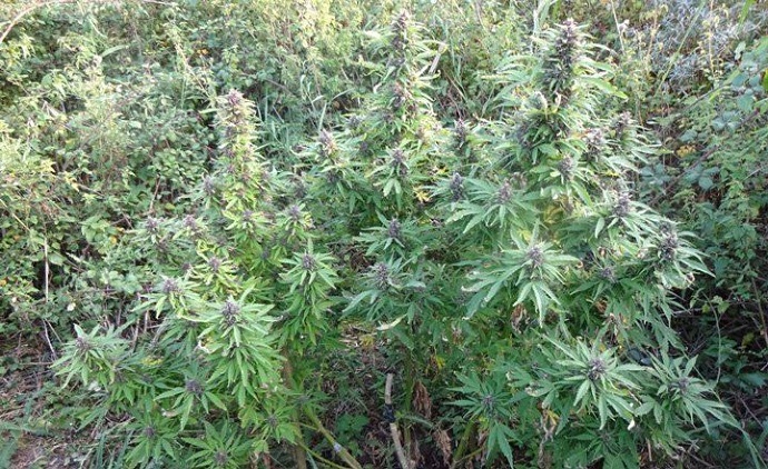 Odmiany automatyczne outdoor