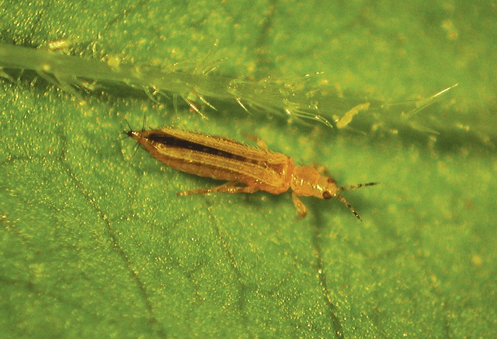 Wciornastki (przylżeńce) w uprawie marihuany - zwalczanie i zapobieganie