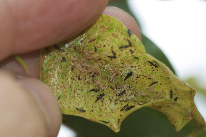 Wciornastki (przylżeńce) w uprawie marihuany - zwalczanie i zapobieganie