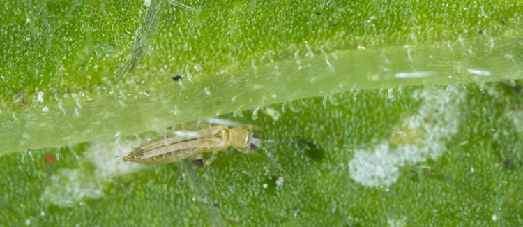 Wciornastki (przylżeńce) w uprawie marihuany - zwalczanie i zapobieganie