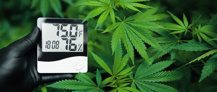 Czerwone lub fioletowe łodygi marihuany