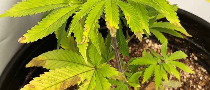 Czerwone lub fioletowe łodygi marihuany