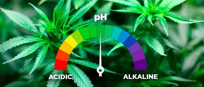 Czerwone lub fioletowe łodygi marihuany