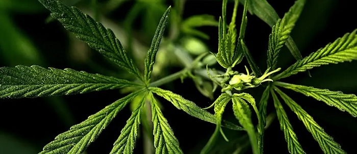 Czerwone lub fioletowe łodygi marihuany