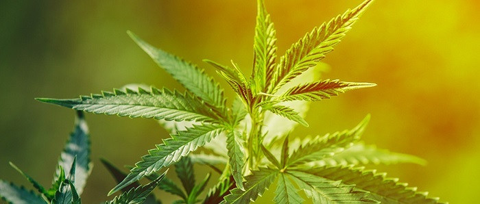 Czerwone lub fioletowe łodygi marihuany