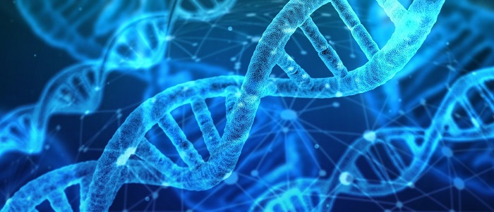 Czerwone lub fioletowe łodygi marihuany