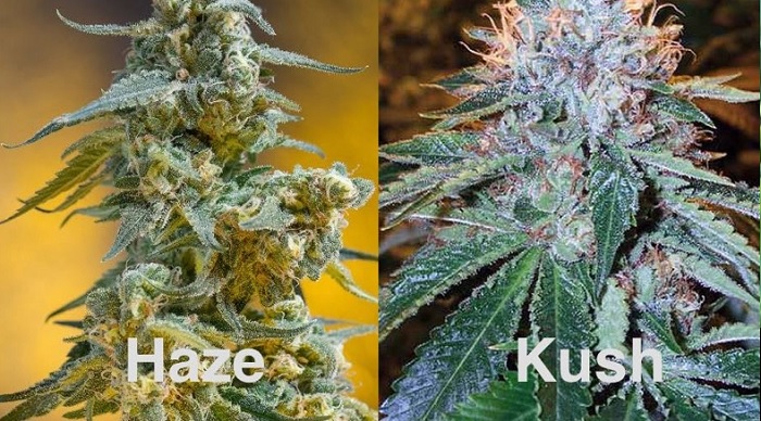 kush haze odmiana marihuany