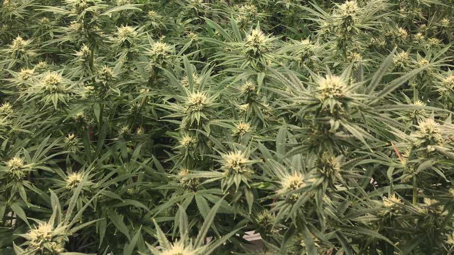 Kiedy kwitnie marihuana