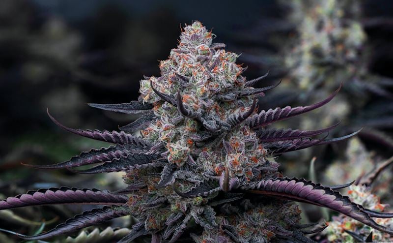 Kiedy kwitnie marihuana