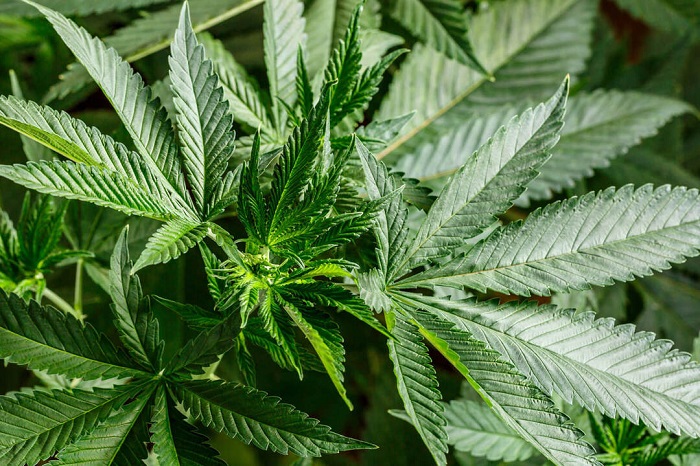 Marihuana nie chce kwitnąć