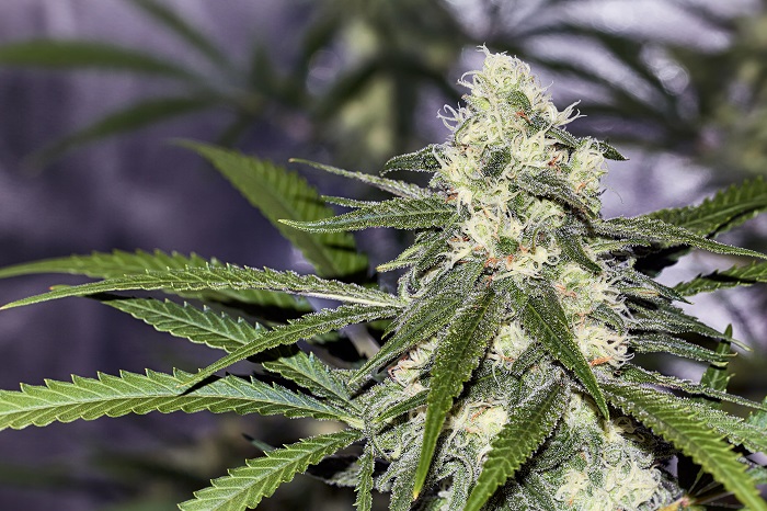 Marihuana nie chce kwitnąć