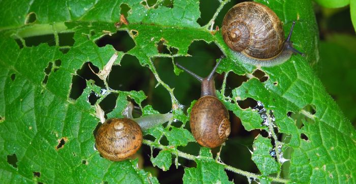ślimaki w uprawie marihuany
