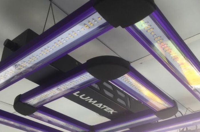 hodowla marihuany w domu