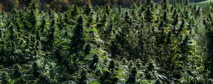 uprawa marihuany indoor vs outdoor