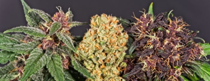 odmiany marihuany