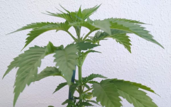 Jak sadzić marihuanę