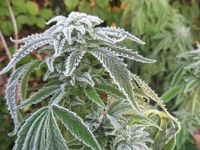 uprawa outdoor marihuany