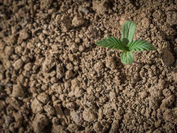 uprawa outdoor marihuany