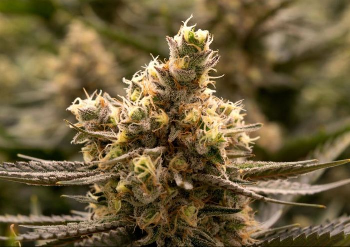 Nasiona marihuany automaty